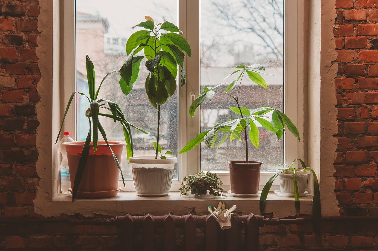 Flower Power: the psychological and health benefits of indoor plants
